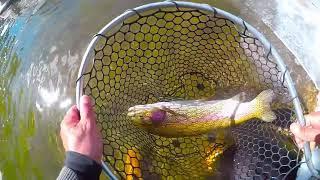 Fat Rainbow in the West Walker River (Off HWY 395, CA)