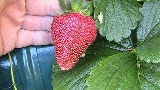 How to Grow Strawberries in Hydroponics #3 2013