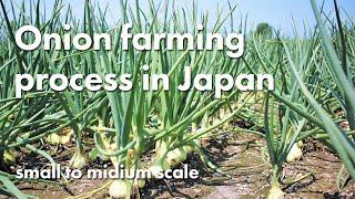 Onion farming process in Japan  (small to midium scale)