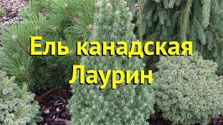 Ель канадская Лаурин. Краткий обзор, описание характеристик, где купить саженцы picea glauca Laurin