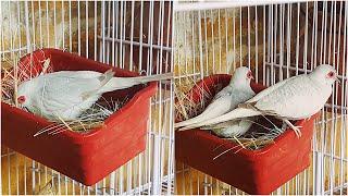 Diamond Dove Cooing || Diamond Dove Breeding Sound || Diamond Dove Calling