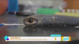 University of Idaho Working to Sustain the Pacific Lamprey