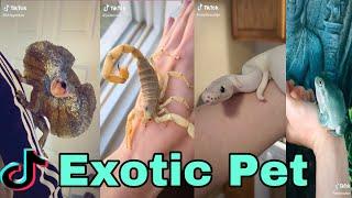 Exotic Pet- tiktok video compilation exotic lover alert!!