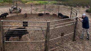 Hurricane brought giant hogs and skunks spraying my house.