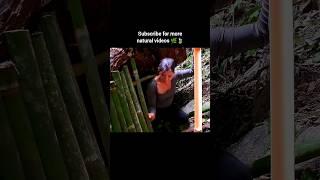 Woman Building Wooden House in Forest | Jungle Survival Treehouse | Off-Grid Living