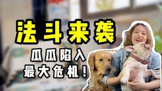 养狗推荐 | 法国斗牛犬的前世今生大揭秘【养汪事务所】