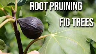 Root Pruning Fig Trees: Save your Dying Fig Tree