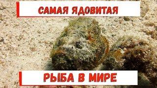 Самая ядовитая рыба в мире. Рыба-камень. Бородавчатка. Stone fish.