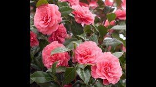 Winter Bloomers!/Camellias how to grow them/Garden Style nw