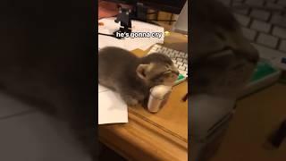 Funny animal videos I found on Instagram and Tiktok #shorts #funnyanimals #cat #funnypets #funny