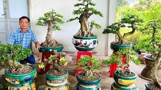 Cây nhà giá Tốt 8/6 #0336875979 Cúc chào bán nhiều loại bonsai thành phẩm dáng đẹp