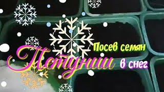 Вас порадует такой способ посева семян петунии.Результат 100%