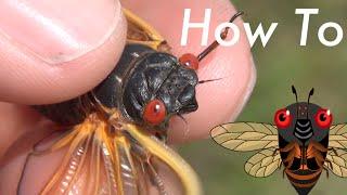 How To Identify the Species of a Periodical Cicada / "Locust" / Magicicada