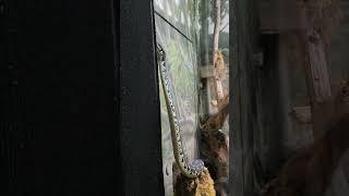 boelyn's Python #fortworthzoo