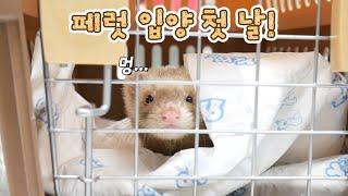 The First Day to Adopt the Ferret! OMG, what a hyperactive one….