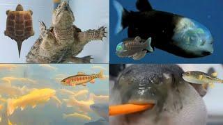 All Fish In REAL LIFE! | Animal Crossing: New Horizons