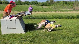 Whippet Racing - Dorsey - May 14-15, 2022