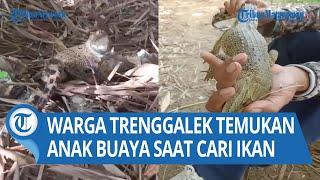 Viral Warga Trenggalek Temukan Anak Buaya Saat Mencari Ikan di Sungai