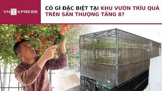 Ghé thăm khu vườn trĩu quả trên sân thượng tầng 8 | VnExpress