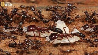 National Geographic Documentary I military discipline of ants I BBC Wildlife