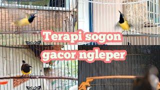 TERAPI PANCINGAN SUARA SOGON AGAR GACOR NGLEPER      #terapisogon #pancingansogon #sogongacorngleper