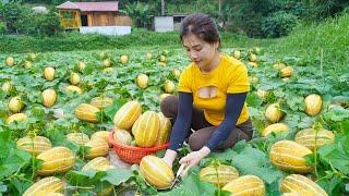 Harvesting Muskmelon and Cucumber Goes to countryside market sell | My Bushcraft / Nhất