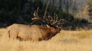 500" WORLD RECORD Elk "Spyder Bull" Entire Hunt - MossBack