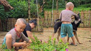 Plant Flowers With My Mother. Vegetable Harvest. Cu Bon Was Attacked By A Dog