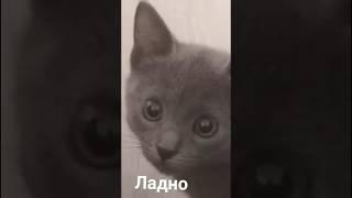 Мемы и мемы #приколы #мемы #мем #лютыеприколы #школа #троллинг #хахашечная