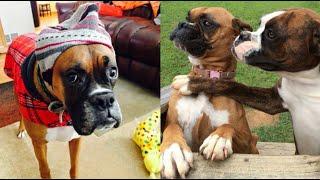 Funniest Boxer Dog Videos | Cutest Boxers Ever