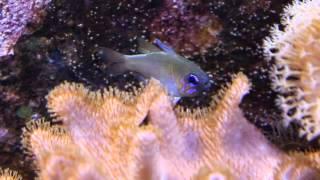 Zoramia leptacantha (Longspine Cardinalfish)