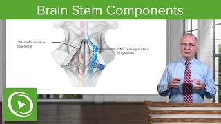 Brain Stem Components: Midbrain, Pons & Medulla Oblangata – Brain & Nervous System | Lecturio