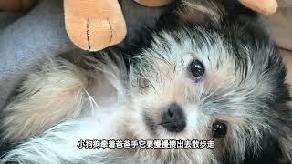 奥利是个小狗狗 Ollie is a little puppy