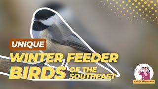 What's Visiting Your Winter Feeder? Identify Southeastern US Birds Like a Pro!