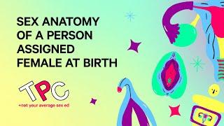 Sex Anatomy of a Person Assigned Female at Birth | TPC Series