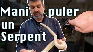 Comment attraper les serpents ? On vous explique tout !