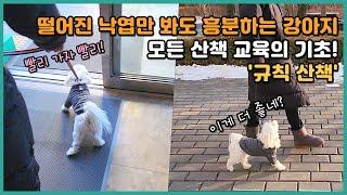 흥분하고 줄 당기는 강아지, 모든 산책 교육의 기초! '규칙 산책' | 말티즈 우유 (2/2)