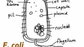 IB Biology 2.2.1: How to draw E. coli