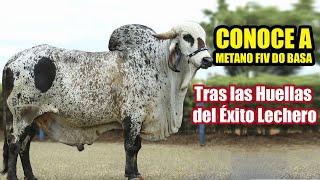 CONOCE A METANO FIV DO BASA - Tras las Huellas del Éxito Lechero