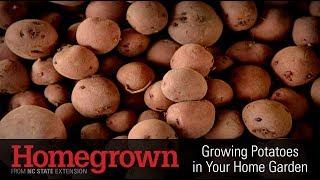 Homegrown | Growing Potatoes in Your Home Garden