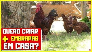  COMO FAZER a galinha EMBRAPA 051 em casa | Criatório Neves