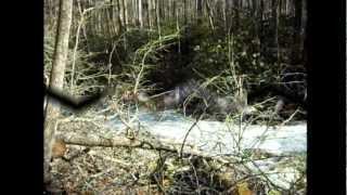 Big Creek to Mt Guyot and back Smokies 2012.wmv