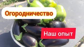 Наш урожай/ есть разочарование