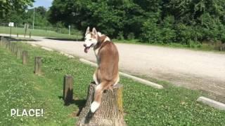 8-Month Old Husky, RJ! Husky Dog Trainers | Off Leash Husky Dog Training