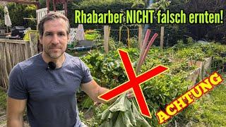 So darf Rhabarber NICHT geerntet werden! Rhabarber unbedingt richtig ernten