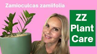 ZZ Plant Care Zamioculcas zamiifolia Guide Zanzibar Gem |  MOODY BLOOMS