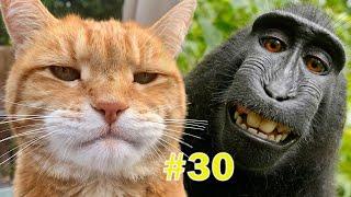 Śmieszne zwierzęta 2021 ! Śmieszne koty , psy i nie tylko 2021 ! #30