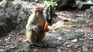 Monkey Business Design