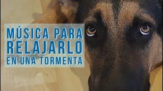   Música relajante para perros durante una tormenta   Perrhijos   musicoterapia.