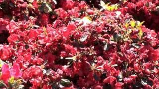 Red Azalea and Rhododendron